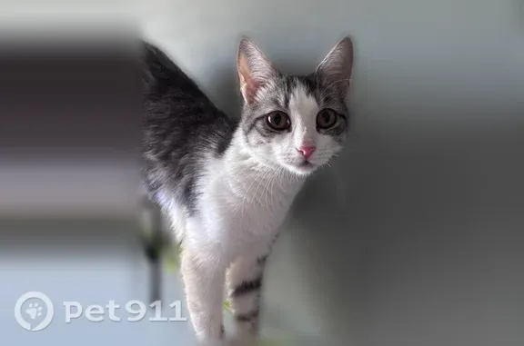 Объявления о пропавших и найденных животных, Ульяновск, фото: Найдена кошка, Врача Михайлова, д. 42, Ульяновск — подросток, приучена к туалету