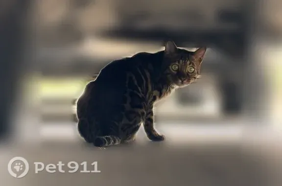 Найдена кошка, Москва, фото: Найдена кошка, Барклая, д. 6, Москва — бенгал, скорее всего мальчик