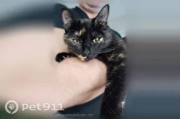 Кошки потеряшки, , фото: Потеряшка кошка, Деревня Крюковское — не идёт к людям, чёрная с бело-рыжей пестринкой