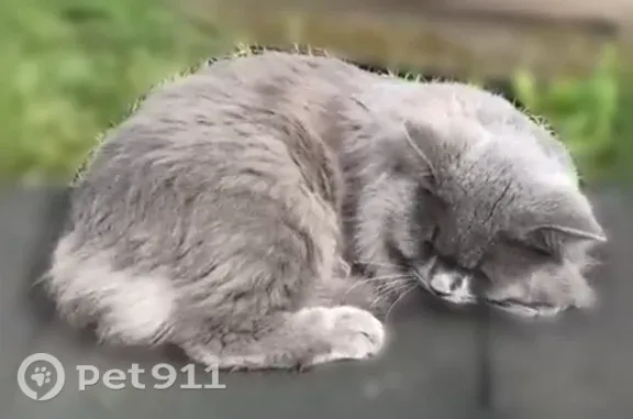 Найдена кошка, Новокуйбышевск, фото: Найдена кошка, Горького, д. 4, Новокуйбышевск — дымчатая, крупная, очень пугливая