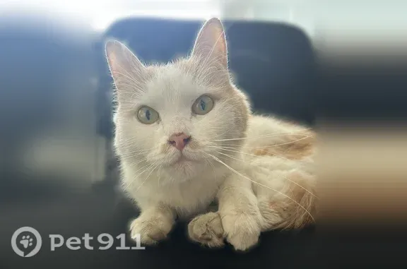Найдена кошка, Тула, фото: Найдена кошка, Советская, д. 67, Тула — домашняя, очень ласковая и ручная