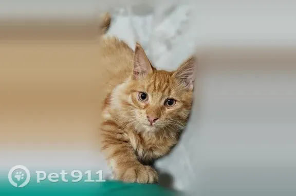 Пропала кошка, Новокузнецк, Пролетарская, д. 32 — рыжий пушистый мейн-кун - photo