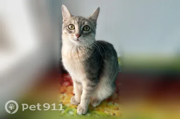 Объявления о пропавших и найденных животных, Бердск, фото: Найдена кошка, Бердск, Ленина, д. 6/1 — котёнок 3–4 месяца, очень ласковая