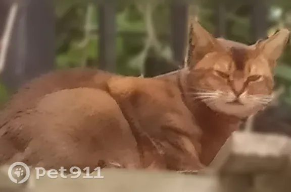 Найдена кошка, Москва, фото: Найдена кошка, Алабяна, д. 13 2, Москва — беременная абиссинка с ошейником