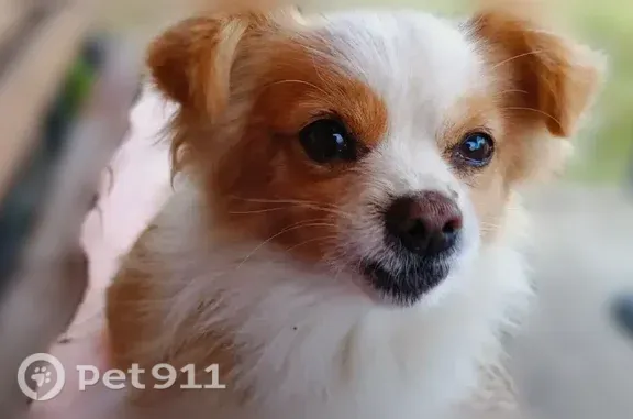 Пропала собака, Село Шидловка, Центральная, д. 1 — маленького роста, 10 лет - photo