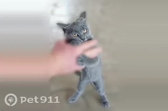 Пропала кошка, Станица Кагальницкая, Кагальницкая — шотландский короткошёрстый котёнок по кличке Басик - photo