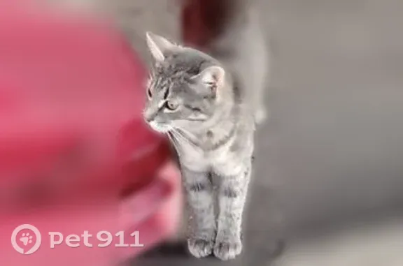 Найдена кошка, Москва, фото: Найдена кошка, Москва, Юных Ленинцев, д. Около Парка Кузьминки — с ошейником