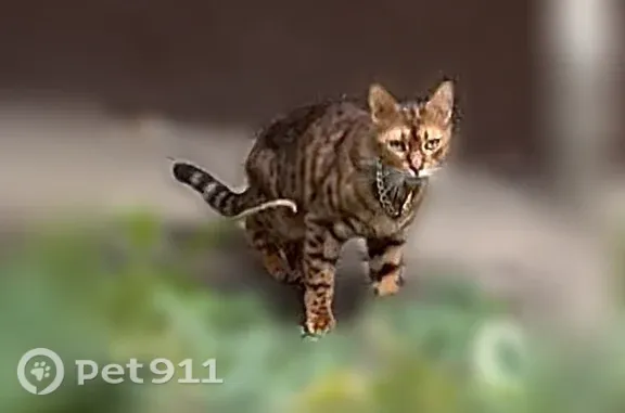 Найдена кошка, Москва, фото: Найдена кошка, Москва, Матвеевская, д. 32 2 — пятнистый окрас, золотая цепочка без адреса