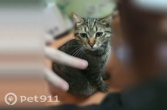 Пропала кошка, Донецк, 16-й — кастрированная, пропал в ночь с 1 на 2 августа - photo
