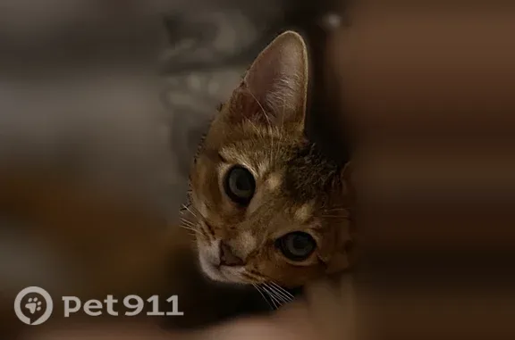 Пропала кошка, Северный, д. 17, Абакан — 4 месяца, шипит на чужих - photo