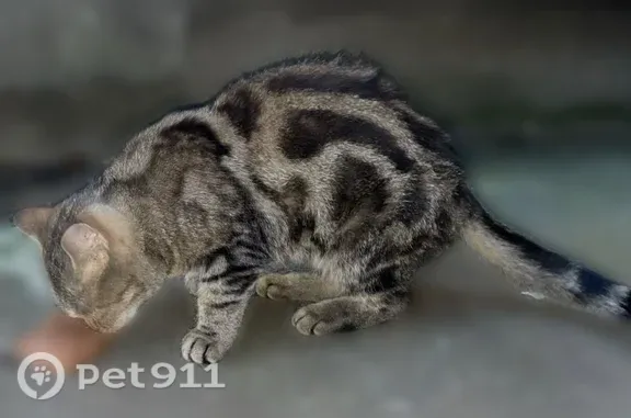 Найденные животные Оренбург, фото: Найдена кошка, Оренбург — идёт в руки, похожа на бенгали