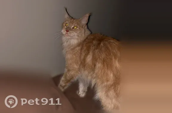 Объявления о пропавших и найденных животных, Ульяновск, фото: Найдена кошка, Клубная, Ульяновск — рыжая, приучена к лотку