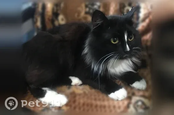 Найденные животные Архангельск, фото: Найдена кошка, Округ Октябрьский (г Архангельск), Авиационная, д. 1, Архангельск — котику около 9 месяцев