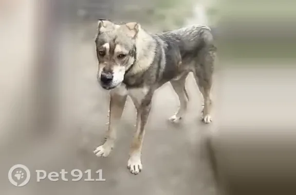 Собака ищет дом, Станция Солдатская ж/д — большой, добрый пес - photo