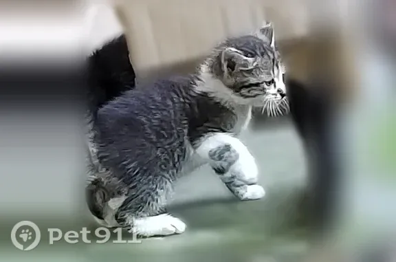 Объявления о пропавших и найденных животных, Пенза, фото: Найдена кошка, Мира, д. 8, Пенза — осталось три котёнка