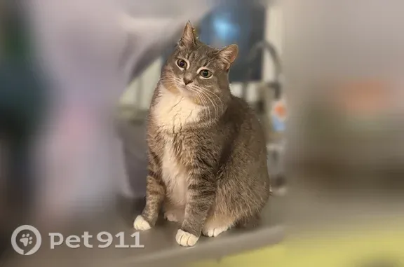 Пропала кошка, Чукотская, д. 3А, Нижний Новгород — стерилизована, ручная, с белыми носочками - photo