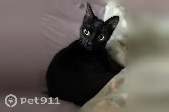 Найдена кошка, Красная Горка, д. 36А, Пенза — худенькая, ласковая - photo
