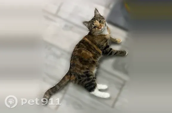 Пропала кошка, им. Героя Пешкова, Краснодар - photo