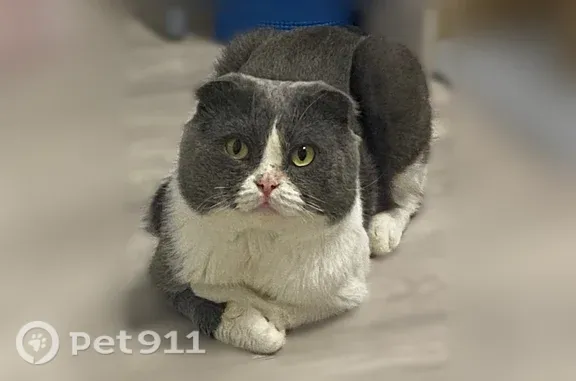 Найдена кошка, Тюмень, фото: Найдена кошка, Тюмень, Мельникайте, д. 44 — вислоухая, домашняя