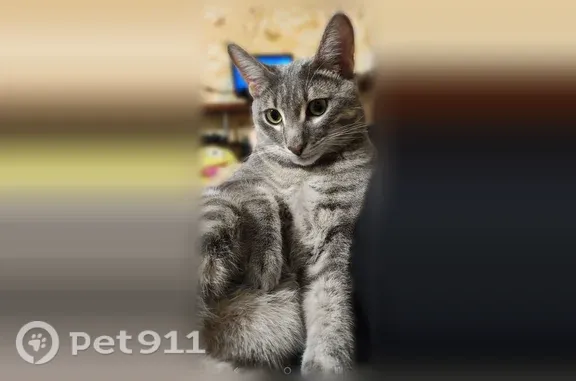 Пропала кошка, Мелекесская, д. 183, Самара — высокий, длинный хвост - photo