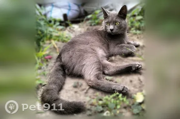 Объявления о пропавших и найденных животных, Ростов-на-Дону, фото: Кошка ищет дом, Энтузиастов, Ростов-на-Дону — контактная и игривая