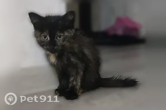 Найдена кошка, Уфа, фото: Найдена кошка, Район Орджоникидзевский (г Уфа), Шота Руставели, д. 27/2, Уфа — трёхцветная девочка, 1,5 месяца
