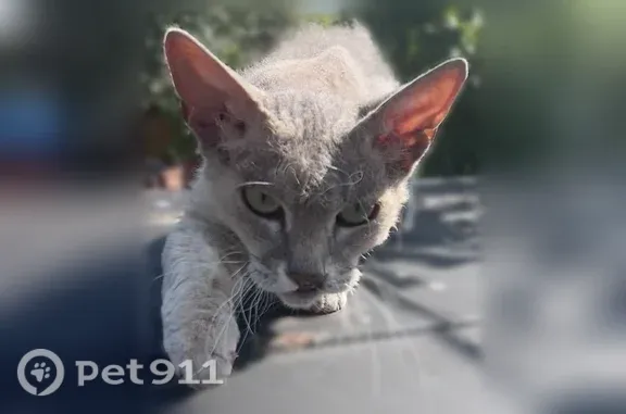 Найдена кошка, Уфа, фото: Найдена кошка, Бессонова, Уфа — сфинкс с пухом, проблемы с верхней губой