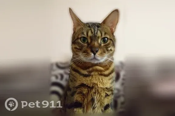 Пропала кошка, Калуга, Моторостроителей, д. 17 — бенгальский кот, крупных размеров - photo