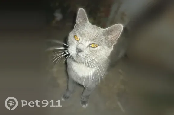 Найдена кошка, Курск, фото: Найдена кошка, Курск — кот, скорее всего британской породы