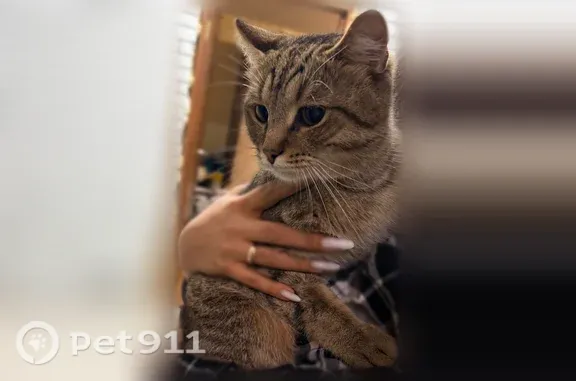 Объявления о пропавших и найденных животных, Иркутск, фото: Найдена кошка, Иркутск, Маршала Конева, д. 72 — в подъезде №5, кастрированная