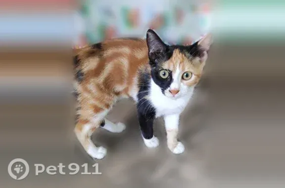 Найдена кошка, Краснодар, фото: Найдена кошка, Плодовая, Краснодар — трёхцветная, около 5 месяцев