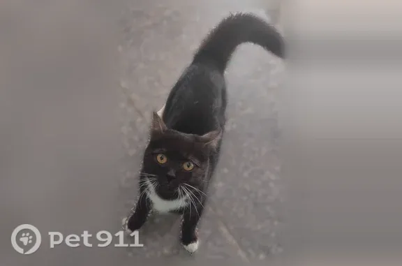 Объявления о пропавших и найденных животных, Нижний Тагил, фото: Найдена кошка, Мира, д. 62, Нижний Тагил — чёрная с белым пятном на груди и белыми пятнами на лапках