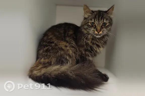 Объявления о пропавших и найденных животных, Череповец, фото: Найдена кошка, Череповец — очень ласковая, до года