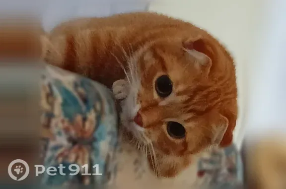 Пропала кошка, Ворошилова, д. 15, Пролетарск — рыжая с полосками, вислоухая - photo