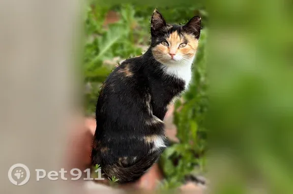 Пропала кошка, Отрадное, Ленина, д. 17 — девочка трехцветка - photo
