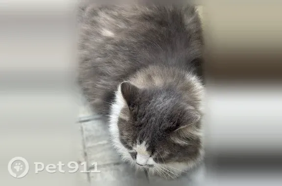 Найдена кошка, Челябинск, фото: Найдена кошка, Доватора, Челябинск — в синем ошейнике, серо-белая, с зелёными глазами