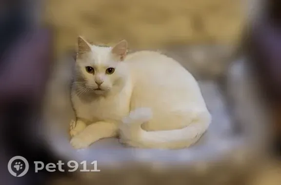 Пропала кошка, Щедрина, д. 4, Рязань — полностью белая, очень пугливая - photo
