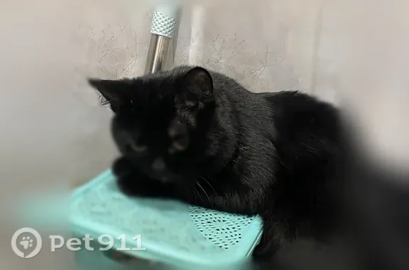 Пропала кошка, Стрежевой, 14, Стрежевой — чёрная, с редкими тёмно-коричневыми пятнами на животе, ярко-жёлтые глаза - photo