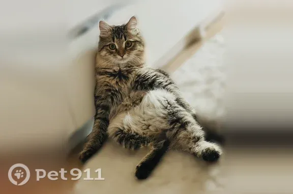 Кошки потеряшки, Домодедово, фото: Потеряшка кошка, Деревня Одинцово (г Домодедово), Домодедово — крупная, пушистая