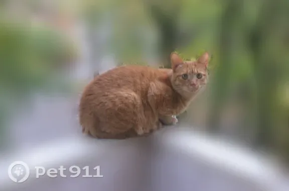 Пропала кошка, Люберцы, Новая, д. 10, Люберцы — ярко рыжая, зелёные глаза - photo