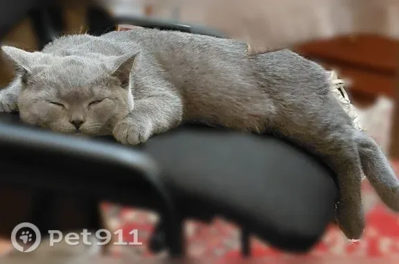 Пропала кошка, Владикавказ, Коцоева, д. 34 — серый британский плюшевый кот, очень пугливая - photo