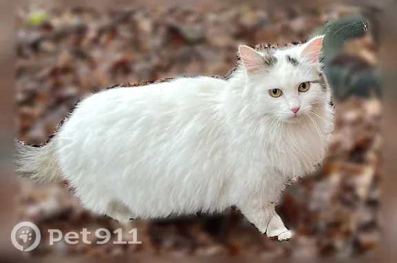 Пропала кошка, Рыбинская, д. 67, Нижний Новгород — белая пушистая Белка, 9 лет - photo