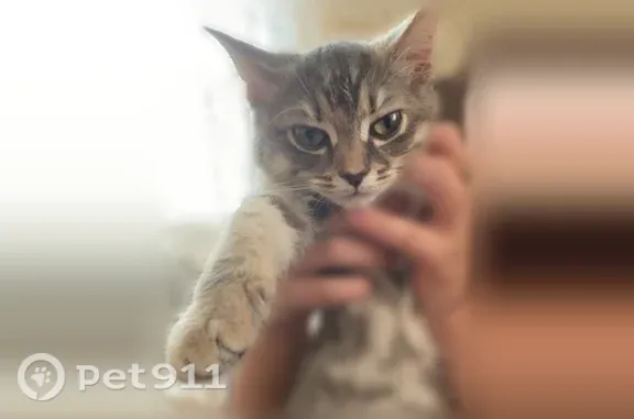 Пропала кошка, Шадринск — бело-серая и чуть рыженькая, ласковая - photo