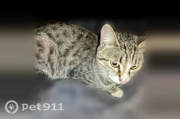 Пропала кошка, Салават, Ленинградская, д. 65, Салават — светленькая, с чёрным пятнышком на лапке - photo