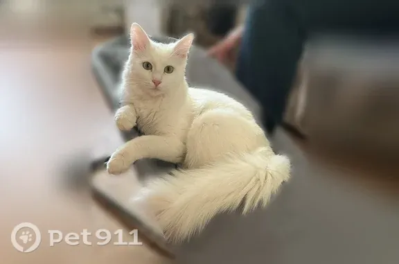 Пропала кошка, Димитровград, Циолковского, д. 4 — белая, пушистая, крупная - photo