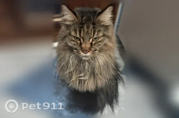 Кошки потеряшки, , фото: Потеряшка кошка, Поселок Лесное, Юбилейная, д. 21 — мейн-кун, очень ласковая, трусливая