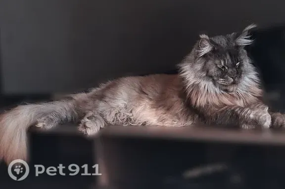Кошки потеряшки, Екатеринбург, фото: Потеряшка кошка, Екатеринбург — мейн-кун, выбежала с машины на трассе