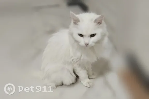 Пропала кошка, Новороссийск, Красина, д. 53 4 — ушёл из дома и не вернулся - photo