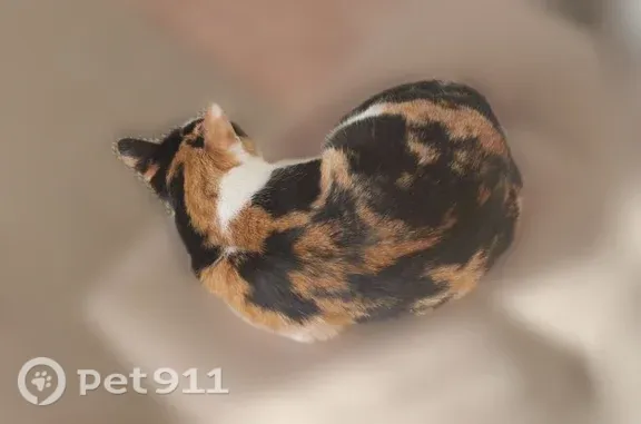 Пропала кошка, Нурлат, Дружба, д. 37 — кличка Бэлла, зелёные глаза - photo