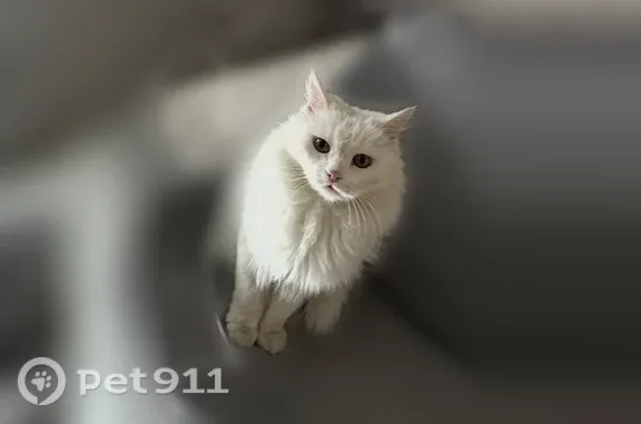 Пропала кошка, Новороссийск, Красина, д. 53 — белая, пушистая, с жёлтыми глазами - photo